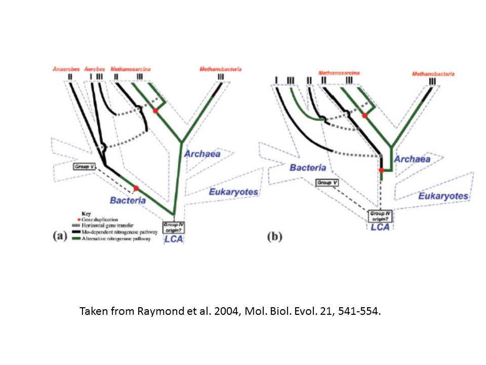 窒素固定の起源Origin of Nitrogen Fixation 戎崎の科学は一つ